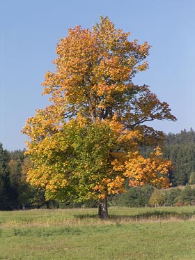 zbarvený strom