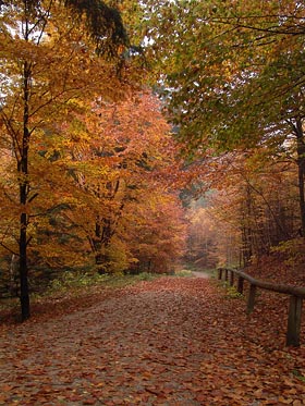 cesta v podzimním lese