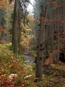 torzo stromu, Křinice