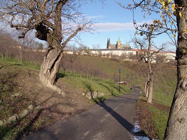 Pražský hrad z Petřína, strom
