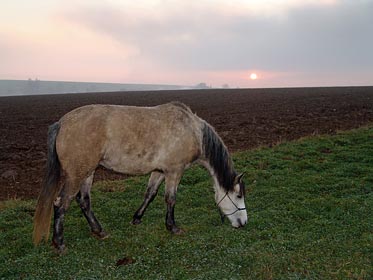 kůň na louce, západ slunce