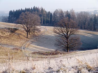 stromy na ojinělé louce, cesta