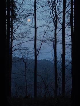 pohled na měsíc z lesa