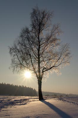 bříza, slunce