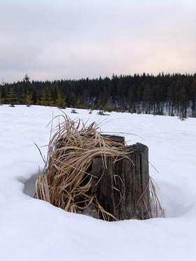 pařez ve sněhu