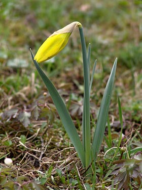 poupě narcisu