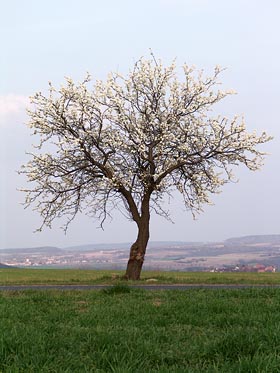 rozkvetlý strom