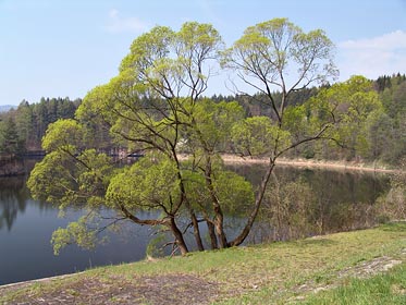 strom u přehrady Les Království