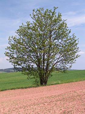 strom, rudé pole