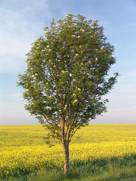 strom, pole s řepkou