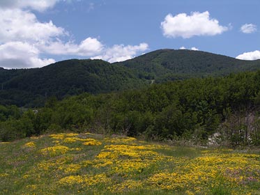 rozkvetlá louka, kopce