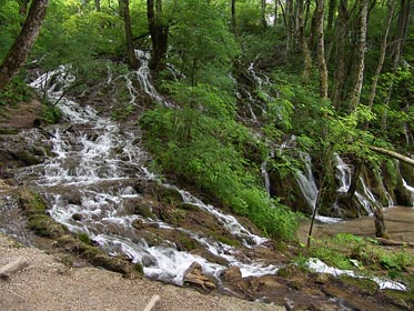 bystřina v lese