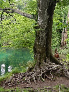 strom, kořeny