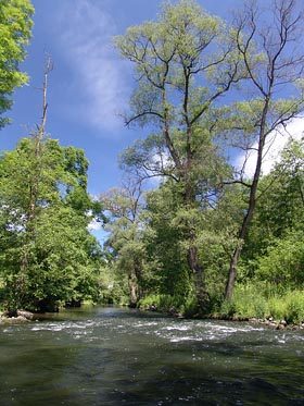 Bílina nad Lbínem, peřej, strom