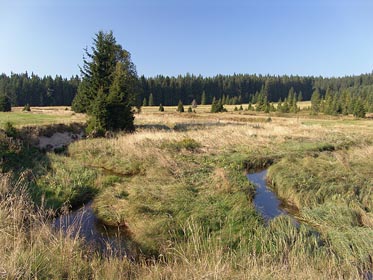 Pohorský potok, louka