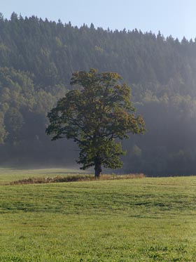osamocený strom