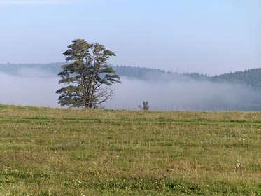 strom, louka, mlha