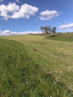 posekaná louka, mraky