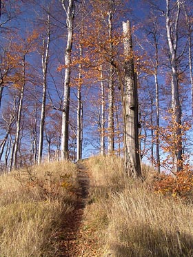 kopeček, tráva, stromy