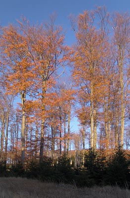 zbarvené stromy