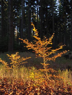 zbarvené stromky