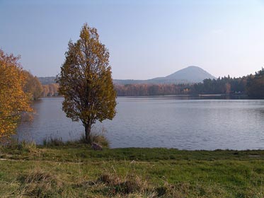 Radvanecký rybník, strom