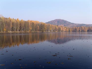 Radvanecký rybník, zbarvený les