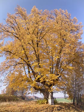 zbarvený strom