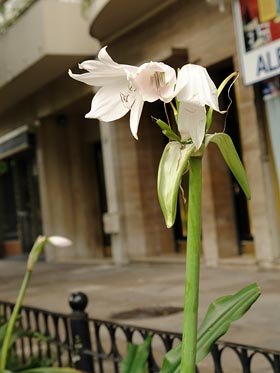 květ na ulici
