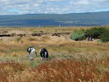 tučňáci, krajina