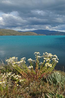 kopretiny, jezero