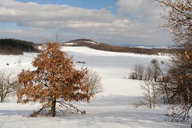 strom s listama v zimní krajině