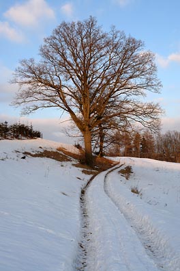strom, cesta