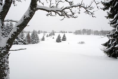 krajina u Knížecích plání, strom