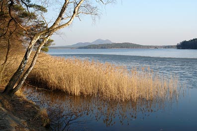 Máchovo jezero, rákos