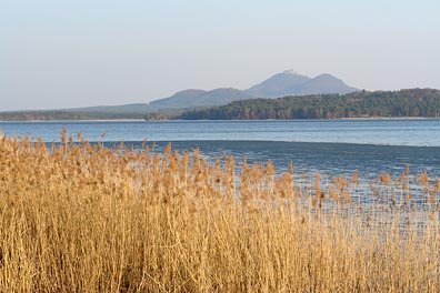 Máchovo jezero, rákos, Bezděz