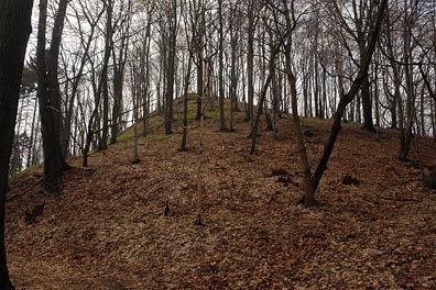 kopec Kuželík, les