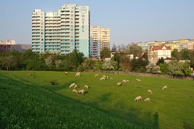 ovce v Praze