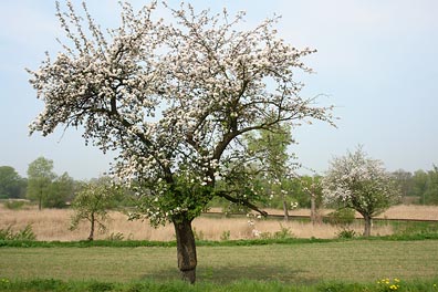 kvetoucí strom