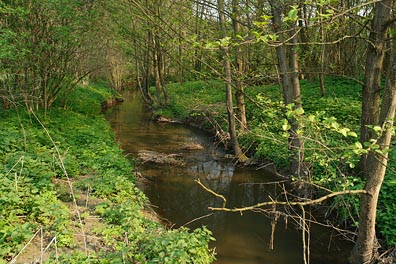 Strenický potok nad Krnskem