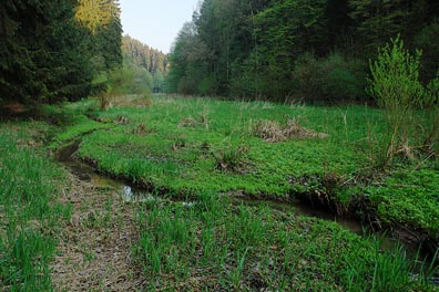 Údolí Skalského potoka