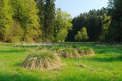 Údolí Skalského potoka, trsy trávy