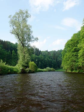 Vltava, strom pod Českým Krumlovem