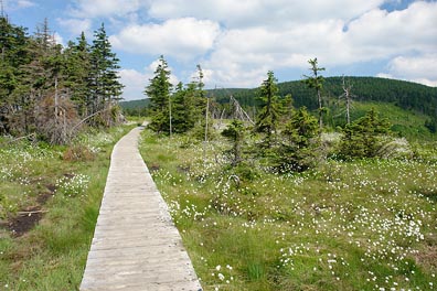 chodník, mokřina