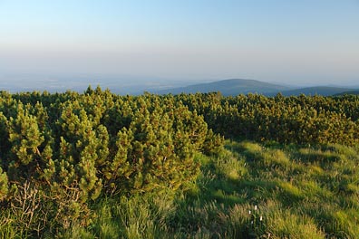 osvícená kleč