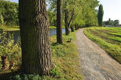 cesta, stromořadí