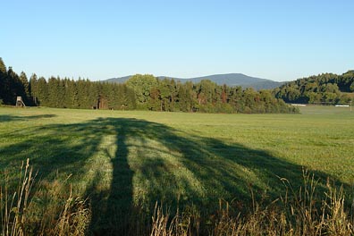 stín stromu, louka