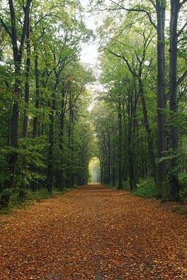 cesta, listy, stromy