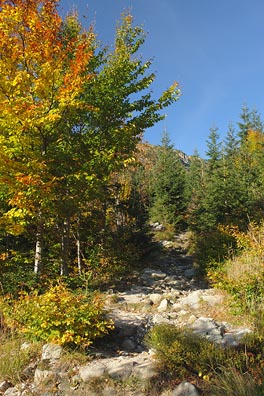 stezka, zbarvené stromy