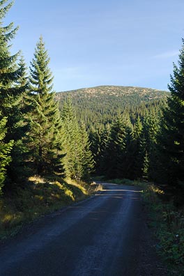 cesta v lese, Lysá hora